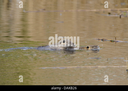Nutrias, Nutria (Biber brummeln), zwei Sumpfbiber schwimmen, Deutschland, Nordrhein-Westfalen Stockfoto