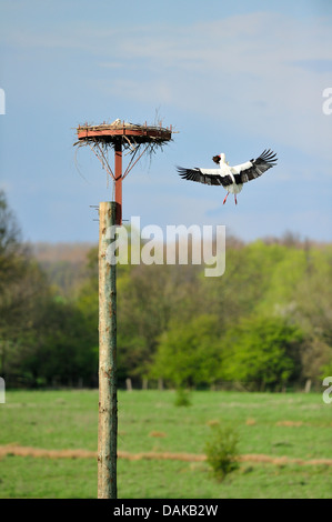 Weißstorch (Ciconia Ciconia), Altvogel mit Futter im Schnabel zum Nest, Deutschland, North Rhine-Westphalia fliegen Stockfoto