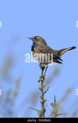 Blaukehlchen (Luscinia Svecica, Cyanosylvia Svecia) auf Stamm, Niederlande, Texel Stockfoto