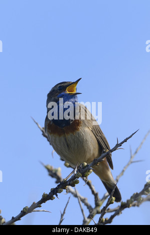 Blaukehlchen (Luscinia Svecica, Cyanosylvia Svecia), Niederlande, Texel Stockfoto