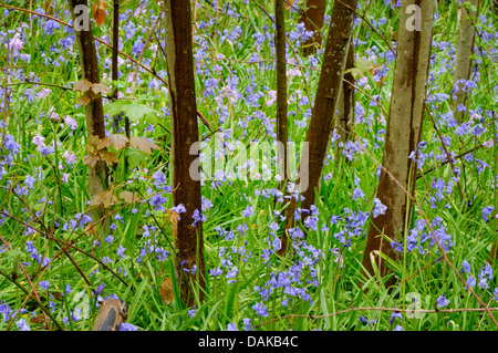 Atlantische Bluebell (Hyacinthoides non-Scripta, Endymion nicht-Scriptus, Scilla non-Scripta), mehrere Atlantic Glockenblumen zwischen Jungbäume, Niederlande, Texel Stockfoto