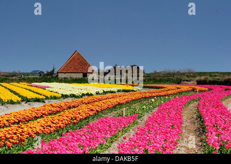 blühende Tulpe Feld und Farm Haus, Niederlande, Texel Stockfoto