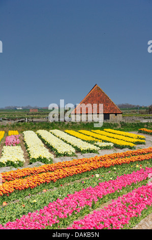 blühende Tulpe Feld und Farm Haus, Niederlande, Texel Stockfoto