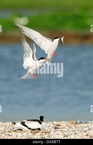 Seeschwalbe (Sterna Hirundo), kämpfen für einen Fisch im Flug, Niederlande Stockfoto