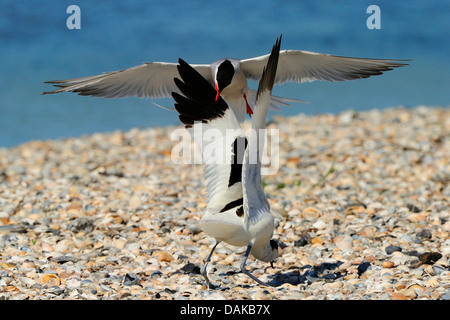 Seeschwalbe (Sterna Hirundo), zwei kämpfende Seeschwalben, Niederlande Stockfoto