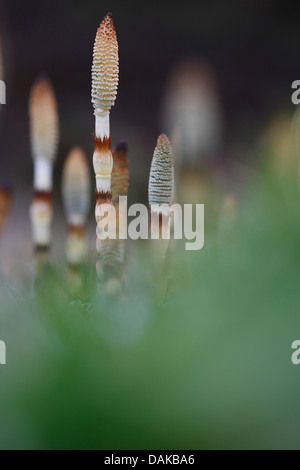 großen Schachtelhalm (Equisetum Telmateia, Equisetum Telmateja, Equisetum Maximum), Kegeln, Deutschland Stockfoto