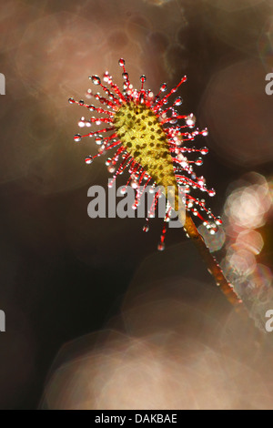 lange-leaved Sonnentau, länglich-leaved Sonnentau, Löffel-leaved Sonnentau (Drosera Intermedia), Blatt mit funkelnden Drüsen, Belgien Stockfoto