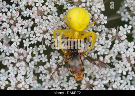 Goldrute Krabbenspinne (Misumena Vatia), mit Gefangenen Fliege an Doldengewächse, Belgien Stockfoto