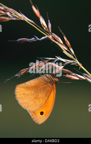 Braune Wiese (Maniola Jurtina, Epinephele Jurtina), auf blühende Wiese, Belgien Stockfoto