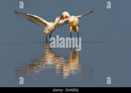 weiße Löffler (Platalea Leucorodia), betteln juvenile Löffler, Niederlande Stockfoto