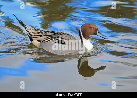 nördliche Pintail (Anas Acuta), Männlich, Deutschland Stockfoto