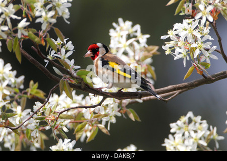 Eurasische Stieglitz (Zuchtjahr Zuchtjahr), sitzen im blühenden Elsbeere, Deutschland Stockfoto