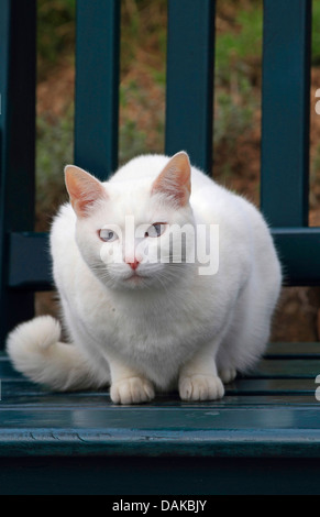 Hauskatze, Haus Katze (Felis Silvestris F. Catus), weiße Katze auf einer Gartenbank, Deutschland Stockfoto