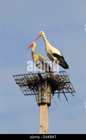 Weißstorch (Ciconia Ciconia), paar Störche in ihrem Nest auf Verschachtelung Hilfe, Deutschland Stockfoto