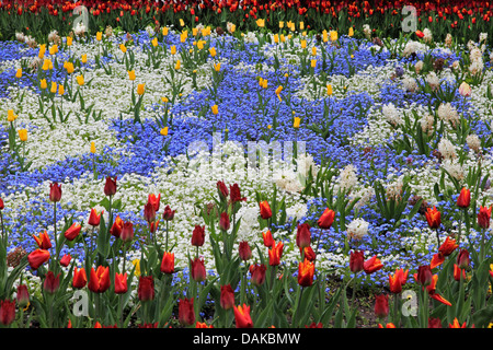 Blumenbeet im Frühjahr mit Tulpen und Vergissmeinnicht, Deutschland Stockfoto