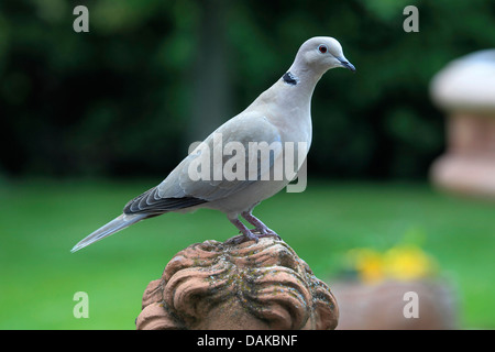 Collared Dove (Streptopelia Decaocto), sitzen auf einer Garten Skulptur, Deutschland Stockfoto