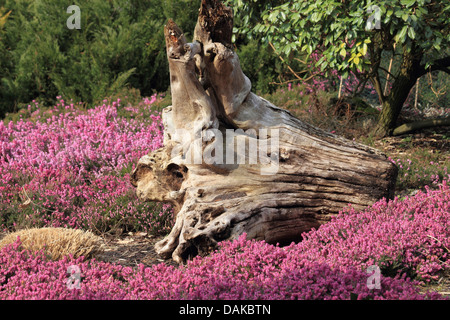 Frühling-Heide (Erica Herbacea, Erica Carnea), toten Baumstamm unter Frühling Heide Stockfoto