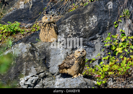 nördlichen Uhu (Bubo Bubo), zwei Fledgelings an einer Felswand, Deutschland, Nordrhein-Westfalen Stockfoto