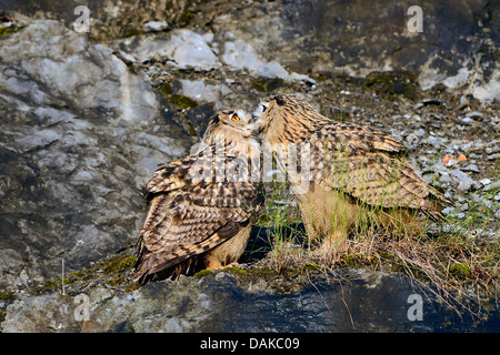 nördlichen Uhu (Bubo Bubo), zwei Fledgelings, Abrechnung, Deutschland, Nordrhein-Westfalen Stockfoto