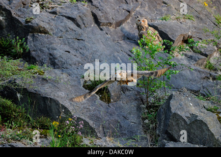 nördlichen Uhu (Bubo Bubo), zwei Fledgelings im Steinbruch, Deutschland, Nordrhein-Westfalen Stockfoto