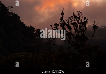 Sonnenuntergang über Nebelwald in Provinz Enga, Papua New Guinea highlands Stockfoto