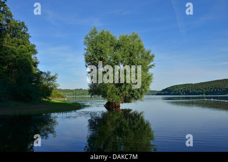 Silberweide (Salix Alba), Weide stehend in die See, Deutschland, Nordrhein-Westfalen, Sauerland Stockfoto