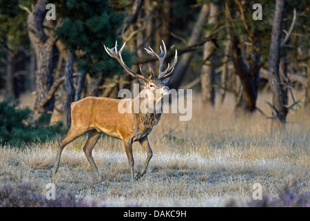Rothirsch (Cervus Elaphus), Spurrinnen Zeit, Niederlande, Hoge Veluwe National Park Stockfoto