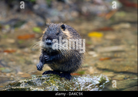 Nutrias, Nutria (Biber brummeln), stehend auf einem Stein im seichten Bach, Deutschland Stockfoto