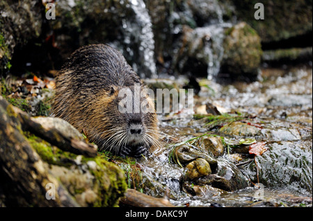 Nutrias, Nutria (Biber brummeln), stehend im seichten Bach, Deutschland Stockfoto