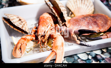 Hummer, Krabben und Muscheln Dorset Meer Essen Festival 2013 im Hafen von Weymouth Stockfoto