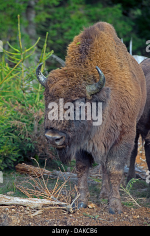 Europäische Bison, Wisent (Bison Bonasus), auf Lichtung Stockfoto