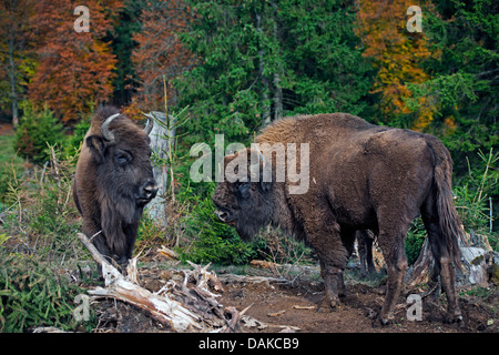 Europäische Bison, Wisent (Bison Bonasus), zwei Bisons auf einer Lichtung Stockfoto