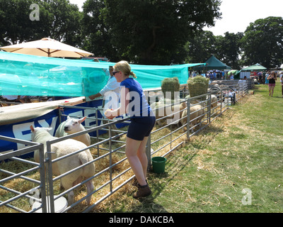 Newport-Show, Chetwynd Deer Park, Newport, Shropshire Stockfoto