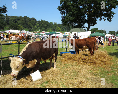 Newport-Show, Chetwynd Deer Park, Newport, Shropshire Stockfoto