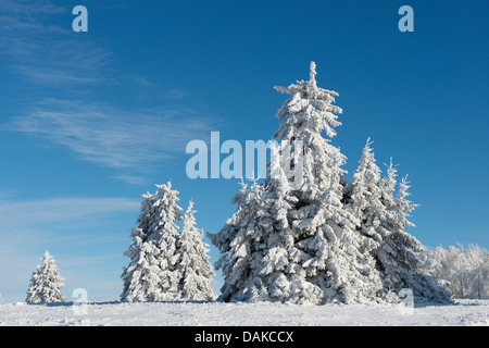 Gemeine Fichte (Picea Abies), schneebedeckten Fichten am Kahler Asten, Deutschland, Nordrhein-Westfalen, Sauerland Stockfoto