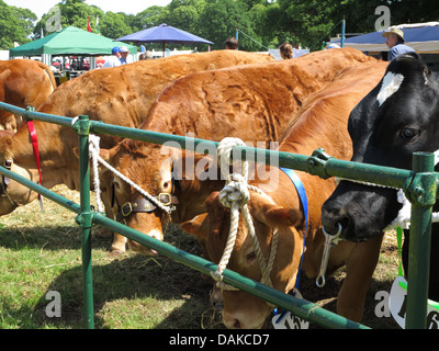 Newport-Show, Chetwynd Deer Park, Newport, Shropshire Stockfoto