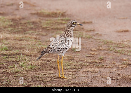 Gefleckte Thick-knee (Burhinus Capensis) Erwachsene auf Ebenen im Regen, Masai Mara, Kenia, Ostafrika Stockfoto