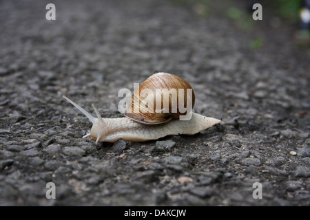 Roman Snail, voll ausgestreckt auf Asphaltstraße, vollständig aus der Schale Stockfoto