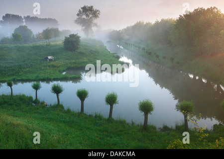 Weide, Korbweide (Salix spec.), beschnitten Weiden entlang eines Kanals im Morgennebel, Belgien Stockfoto