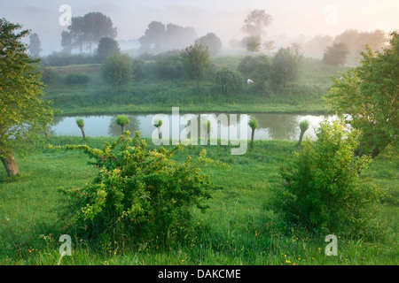 Weide, Korbweide (Salix spec.), beschnitten Weiden entlang eines Kanals im Morgennebel, Belgien Stockfoto