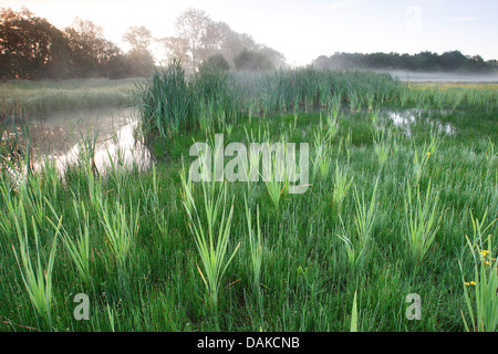 gemeinsamen Rohrkolben, breitblättrigen Rohrkolben, breitblättrigen Katze-Tail, große Reedmace, Rohrkolben (Typha Latifolia), Pool am Morgen, Belgien Stockfoto