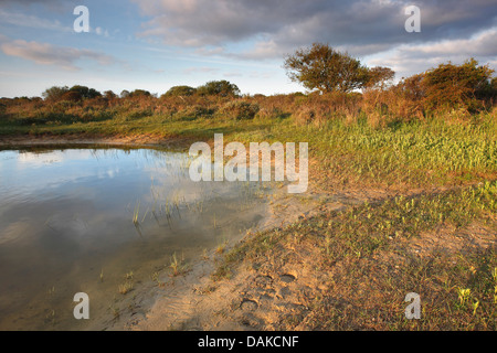Düne Grünland im Naturschutzgebiet Westhoek, Belgien, Zeeland Naturreservat Westhoek nass Stockfoto