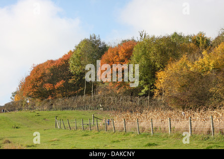 Rot, gelb, grün, Herbst Baum Farben mit einem umzäunten der Zwischenfrucht im Vordergrund Felder, umrahmt von einem blau-weißen Himmel Stockfoto