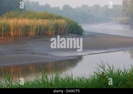 schlammigen Ufer des Flusses Durme, Belgien Stockfoto