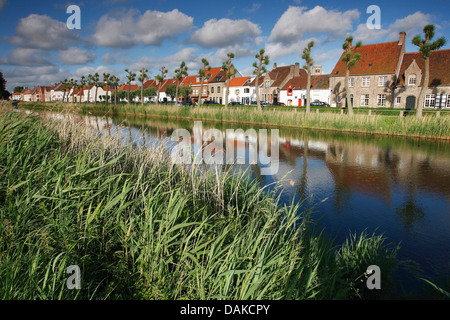 Weide, Korbweide (Salix spec.), der Baumreihe entlang der Damse Vaart, Belgien, West-Flandern, Damme Stockfoto