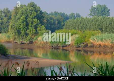 schlammigen Ufer des Flusses Durme, Belgien Stockfoto