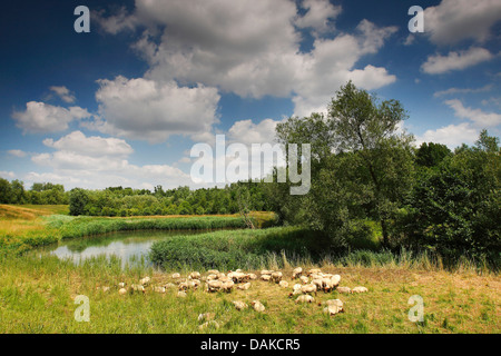 Hausschaf (Ovis Ammon F. Aries), Schafherde Weiden einen Deich, Belgien Stockfoto