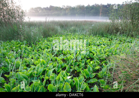 Moor Arum, wilde Calla (Calla Palustris), in einem Sumpf mit Pferd-Tail, Belgien Stockfoto