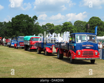 Newport-Show, Chetwynd Deer Park, Newport, Shropshire Stockfoto