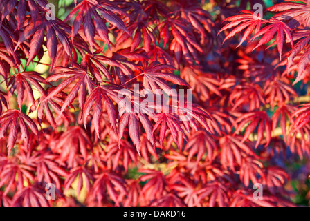 Japanischer Ahorn (Acer Palmatum 'Trompenburg', Acer Palmatum Trompenburg), Sorte Trompenburg Stockfoto